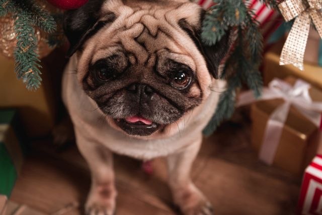 mops.jpg