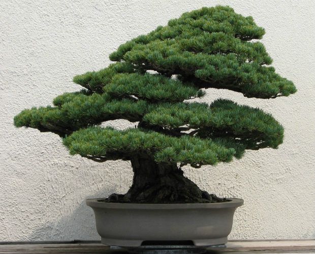 bonsai.jpg