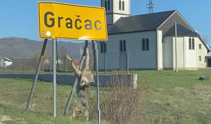 gracac_vuk.jpeg