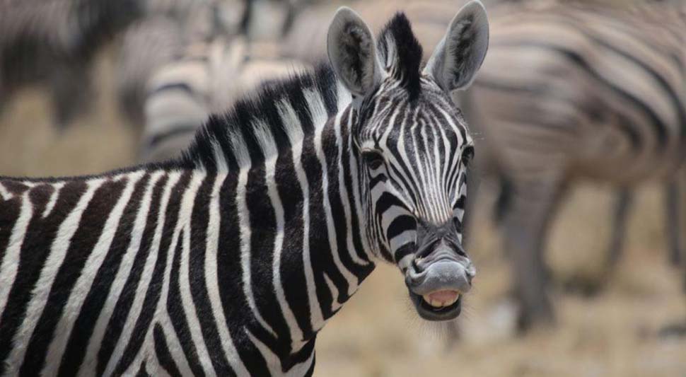 Zebra.jpg