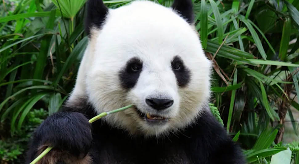 panda-screenshot-youtube.jpg