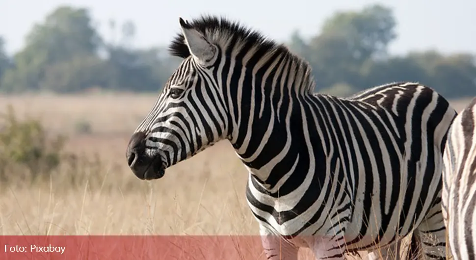 Zebra.webp