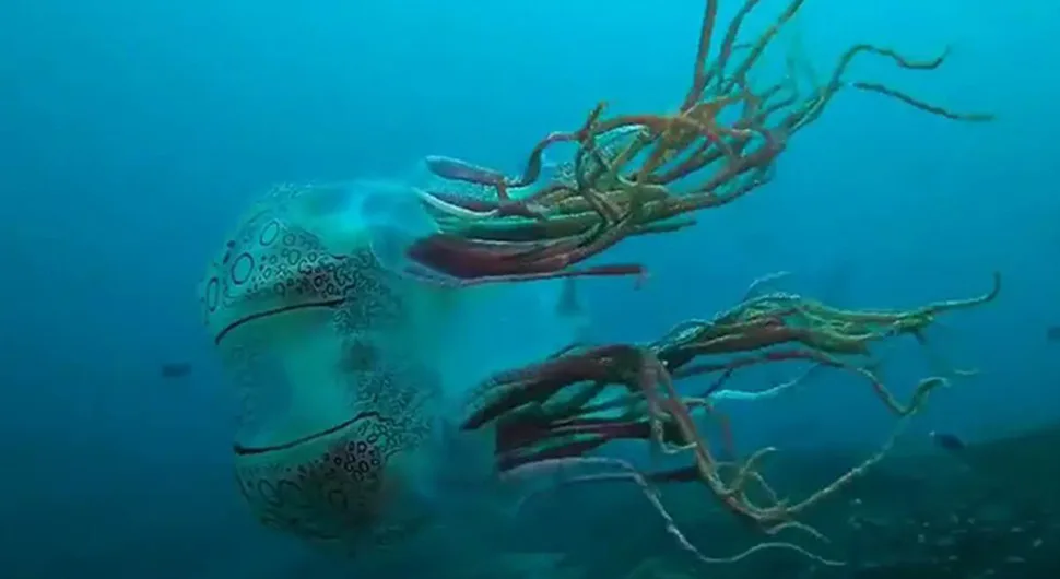 meduza.webp