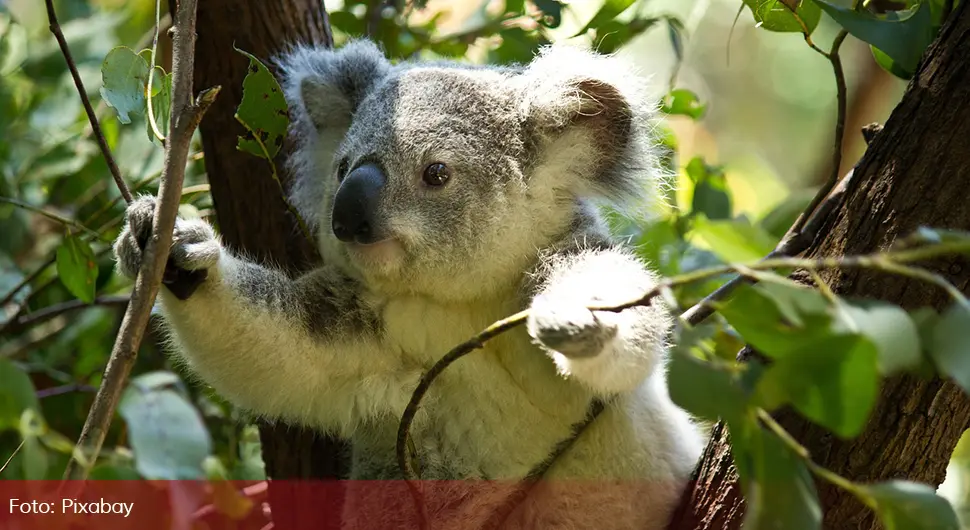 koala.webp