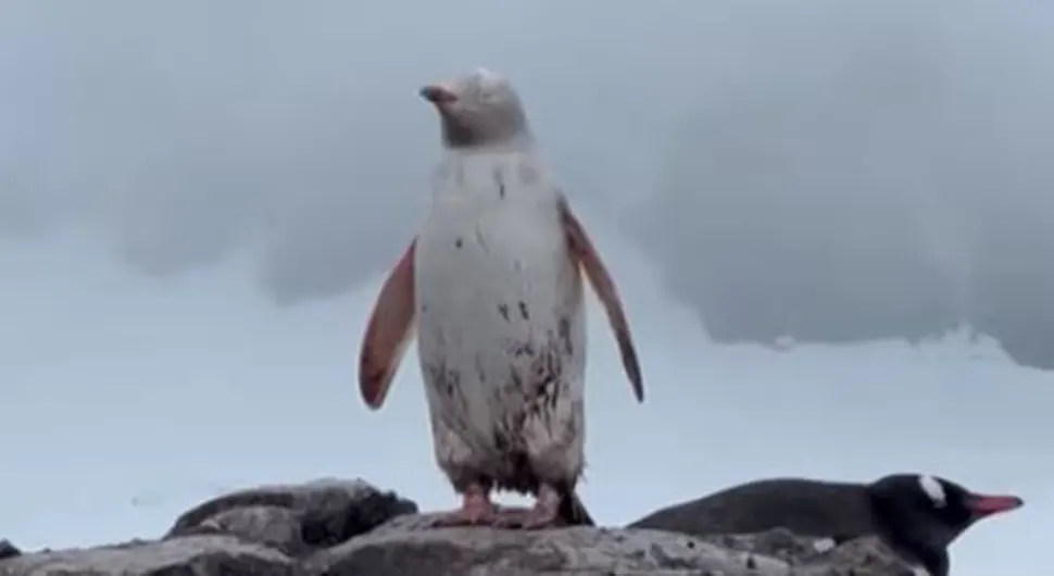 Пингвин.webp
