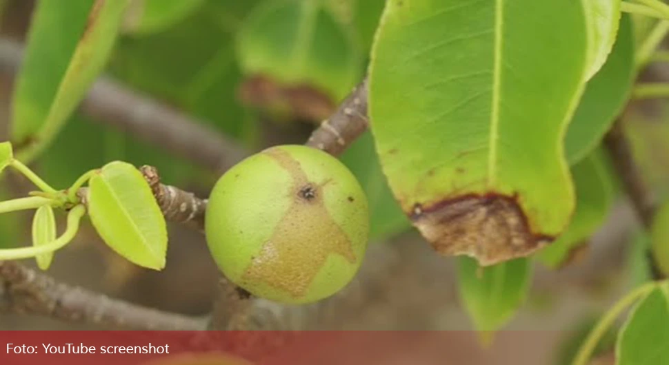 Manchineel.webp